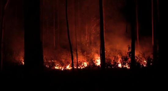 55 Hectares of Forest Damage Due to Recent Fires